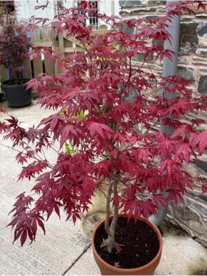 Acer palmatum 'Atropurpureum'