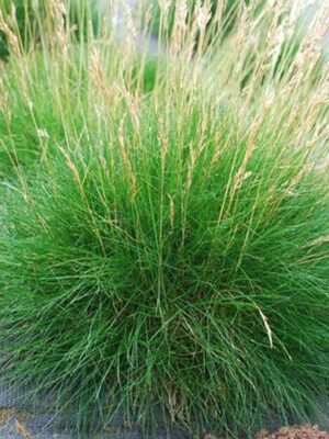 Festuca gautieri