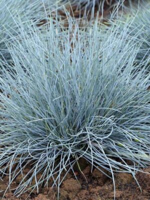 Festuca glauca 'Blue Grass'
