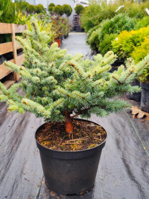 Picea pungens 'Glauca Globosa'