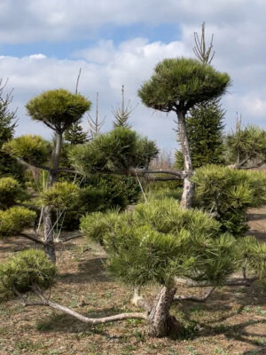 Pinus Nigra (бонсай, возраст 15 лет, 300 см)