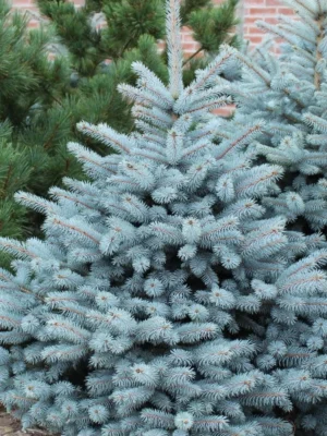 Ель серебристая (Picea pungens Glauca)